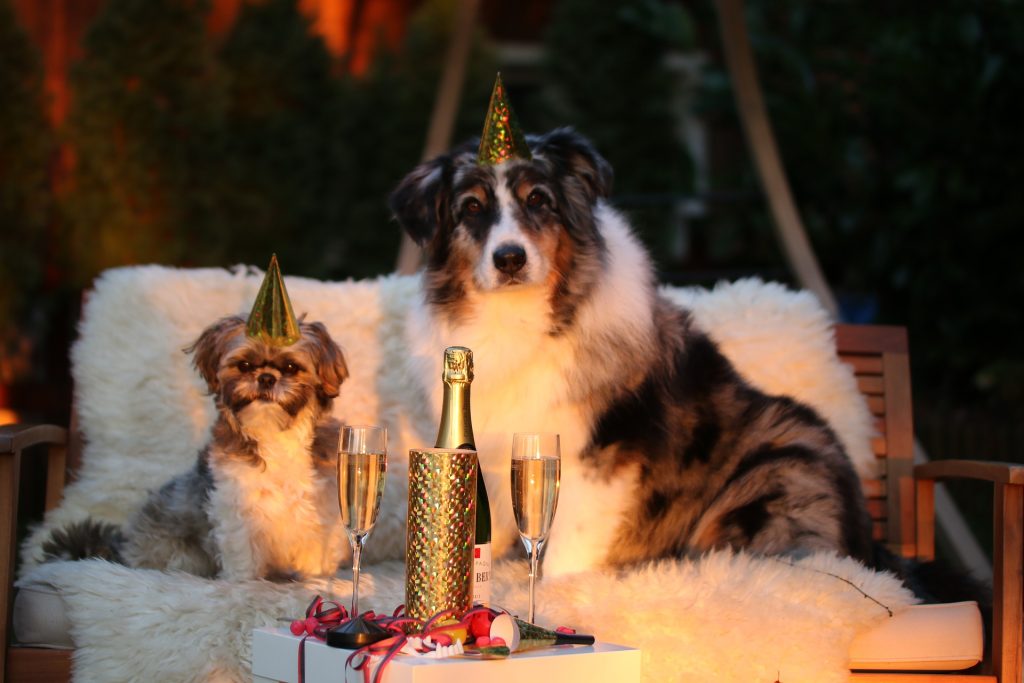 deux chiens trinquent pour la nouvelle année
